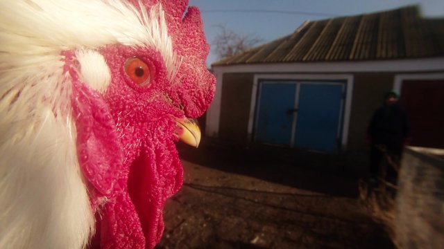 An old man shows cock before behead him