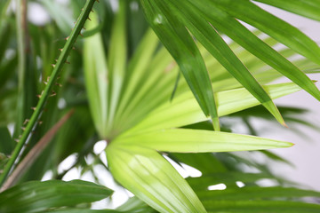 Green palm leaves, closeup