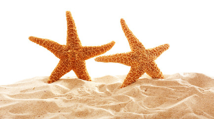 Fototapeta na wymiar Big beautiful starfishes on sand against white background