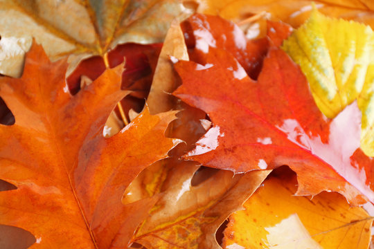 Autumn colourful wet  leaves background, close up