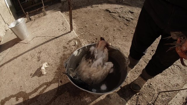 Old Woman Plucks The Feathers on The Neck Rooster Scalded With Boiling Water in a Bucket