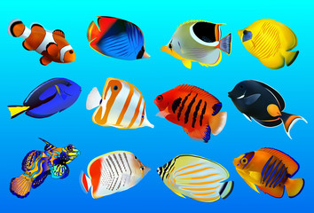 Obraz premium group of fishes on a blue background