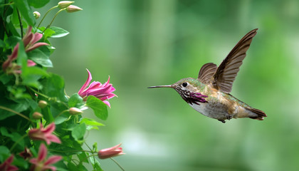 Anna's Hummingbird in the garden panoramic view