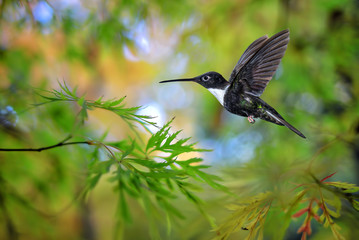 Hummingbird (Coeligena torquata) in the garden