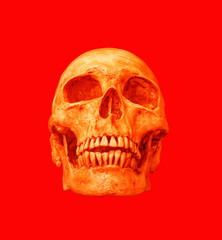 Red human skull on isolated red background