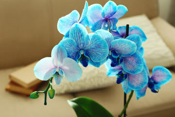 Beautiful blue orchid flowers in the room, close up