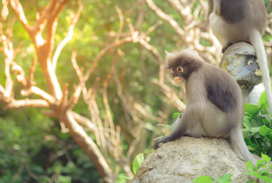 Cute monkey lives in a natural forest of Thailand. Selective focus. Vintage tone.