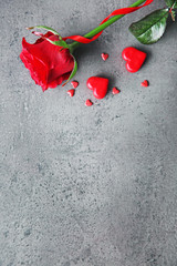Beautiful red rose with small hearts on grey textured background