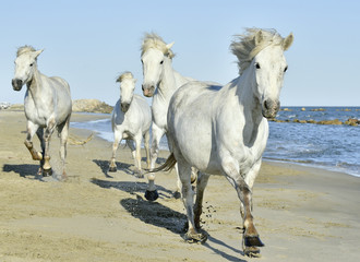 Fototapeta na wymiar Herd of White Camargue Horses running on the beach . Parc Regional de Camargue - Provence, France