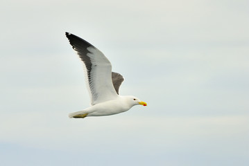 Fototapeta na wymiar Kelp gull (Larus dominicanus), also known as the Dominican gull