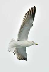 Flying adult Kelp gull (Larus dominicanus), also known as the Dominican gull and Black Backed. Isolated on white background 