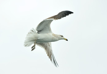 Flying adult Kelp gull (Larus dominicanus), also known as the Dominican gull and Black Backed. Isolated on white background 