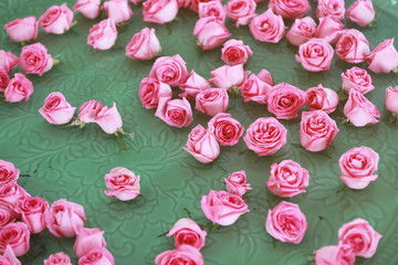 Naklejka premium Pink roses