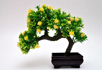 Selbstklebende Fototapete Bonsai Bonsai Baum