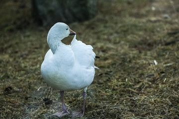 White Duck