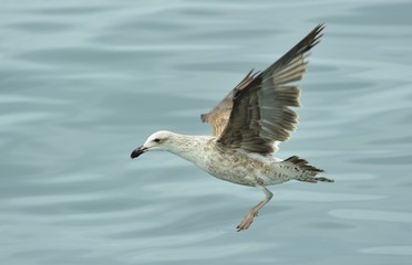 Kelp gull (Larus dominicanus), also known as the Dominican gull