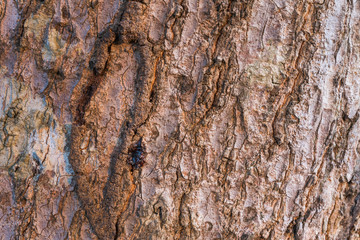  the surface of the bark.