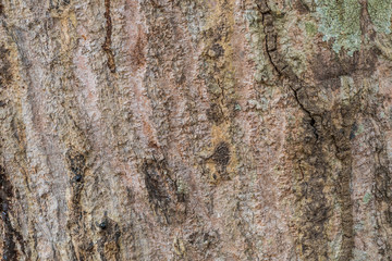  the surface of the bark.