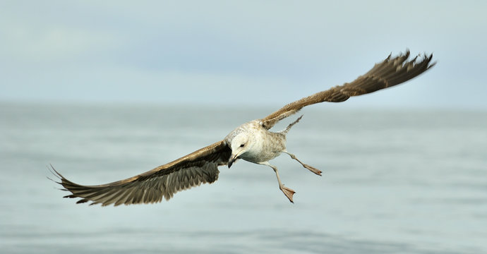 Kelp gull (Larus dominicanus), also known as the Dominican gull
