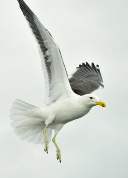 Flying  Kelp gull (Larus dominicanus) also known as the Dominican gull and Black Backed Kelp Gull. White Background