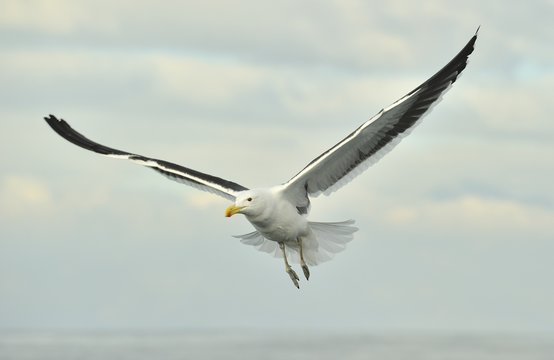 Flying adult Kelp gull (Larus dominicanus), also known as the Do
