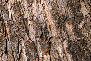  the surface of the bark.