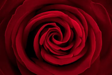 Papier Peint photo autocollant Roses Close up red rose