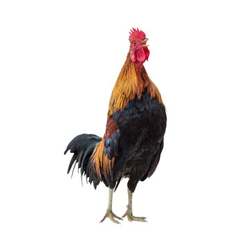 Cock isolated on white background.This has clipping path.
