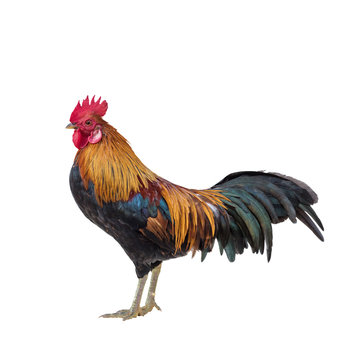 Cock isolated on white background. This has clipping path.
