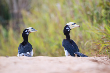 Oriental pied hornbill