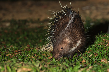 Malayan porcupine