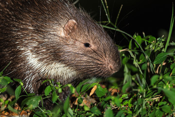 Close up of porcupine