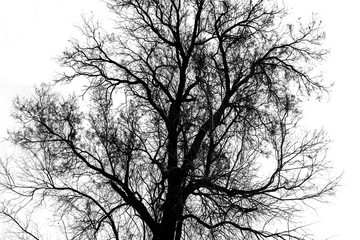 Silhouette of bare tree - black and white