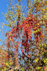 ripe red berries