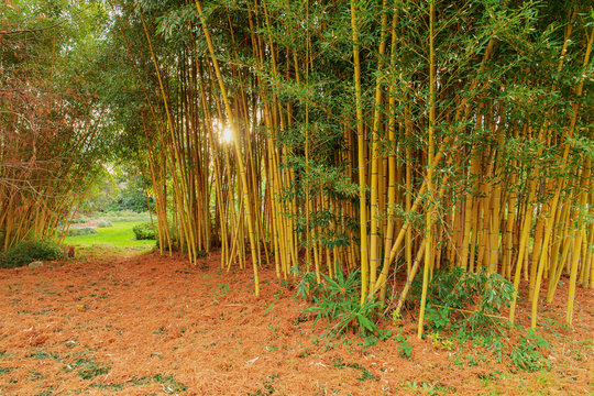 bamboo grove in evening