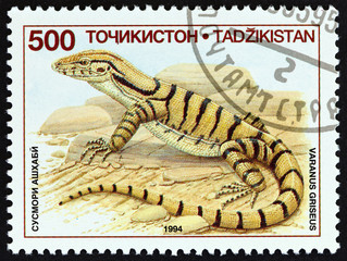 Transcaspian desert monitor, Varanus griseus (Tajikistan 1995)