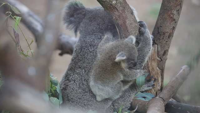 Australian Koala Bear with her baby