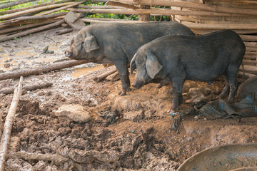 Black pigs