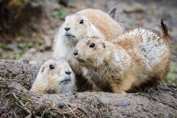 Group of three black tailed prarie dogs looking alert around a muddy wet burrow