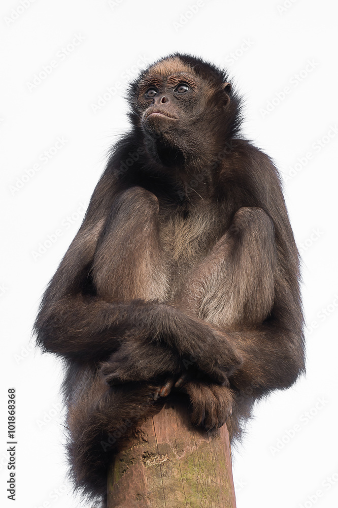 Aufkleber A spider monkey sitting on top of a post with a stern expression isolated against a white background in upright vertical format