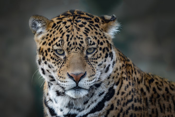 Fototapeta premium Close up head only photograph of a Jaguar big cat staring forward into the camera.