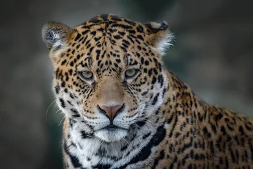 Foto op Plexiglas Sluit de hoofdfoto van een grote Jaguar-kat die naar voren in de camera staart. © alan1951