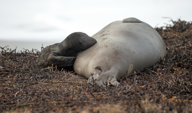 Newborn Elephant Seal Lays Pacific Beach Parent Mammal Mother