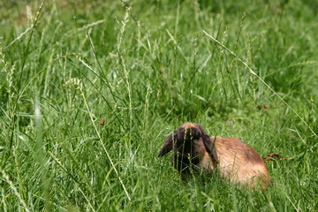 Wiese mit Marienkäfer und Kaninchen