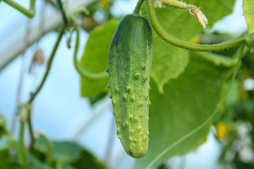 Cucumber growing in the greenhouse.