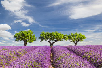 Lavender field with three trees