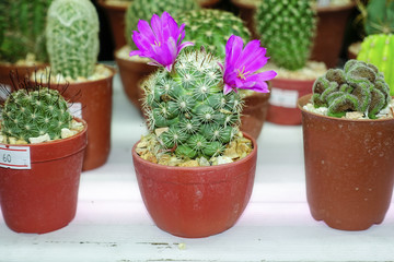 The little green cactus in small plant pot