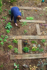 Gardener planting newly designed garden