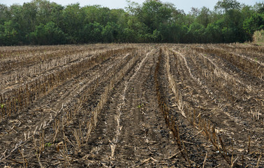 Burnt sugarcane field after harvest. Global warming concept