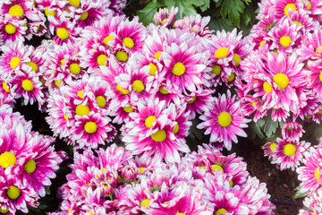 Chrysanthemums flowers background